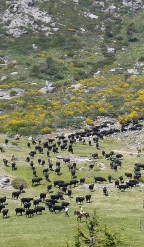 A herd of black cows is being led by people on horseback through a beautiful mountainous landscape.