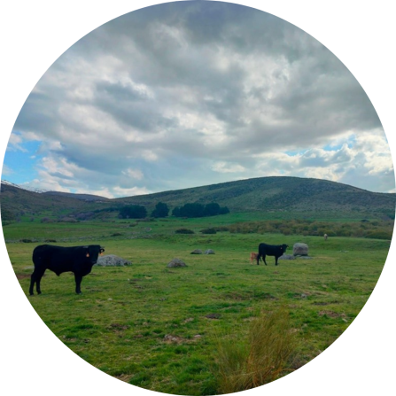 Extensive grazing of Avileña-Negra Ibérica cattle in the high-mountain pasturelands of the Sierra de Gredos (Ávila, Spain), exemplifying traditional low-intensity livestock systems in the region.