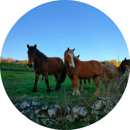 Hispano-Bretón horses in Navarredonda de Gredos beside mixed stone-and-wire enclosures protecting livestock from wolf predation.
