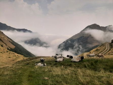 Cows in the field in France