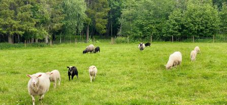 Sheep in fenced pasture