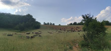 Goat herd grazing in a pasture within the survey area, composed of open grasslands interspersed with scattered oak trees. These more open environments provide increased visibility, enabling shepherds to monitor the animals more effectively and reduce the risk of predation by large carnivores (June 2025; Photo credit: Evangelos Theodosiadis).