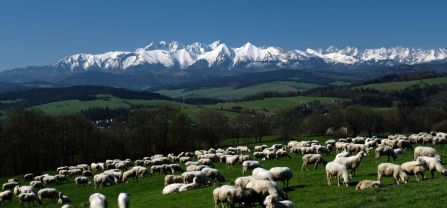 Flock of sheep and livestock guarding dog on a pasture.
