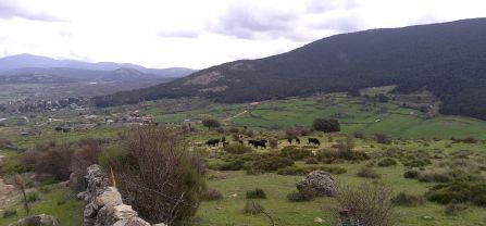 Traditional stone walls and wire fencing surrounding grazing areas in El Espinar. These enclosures mark property boundaries and restrict livestock movement but offer limited protection against wolf. 