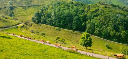 A herd of cattle is walking up a small street in a beautiful and mountainous landscape. 