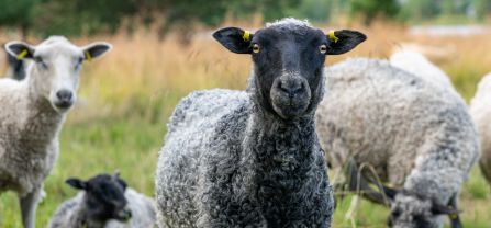 Cute grey sheep on a pasture. 