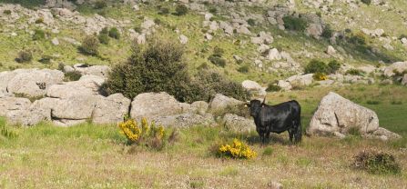 Extensive grazing of Avile&ntilde;a-Negra Ib&eacute;rica cattle.