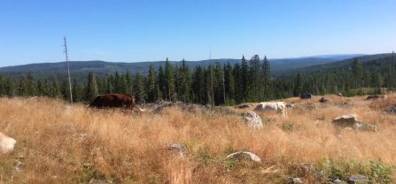 A group of cattle grazing.