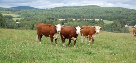 Three brown and white cows on a beautiful green pasture. 
