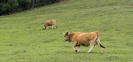 Cows