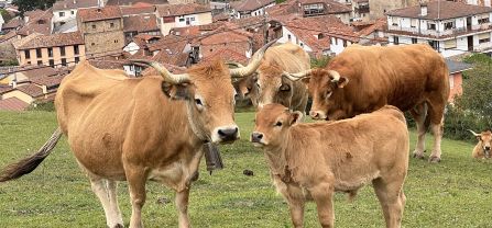 Cattle in front of a village. 