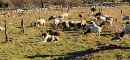 Two livestock guarding dogs are laying on a pasture surrounded by a flock of sheep. 