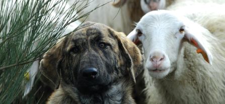 A livestock guarding dog and a sheep. 
