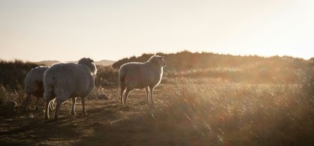 Three sheep on a dry grassland. 