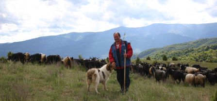 A shepherd and his livestock guarding dog stand in front of a flock of sheep.  