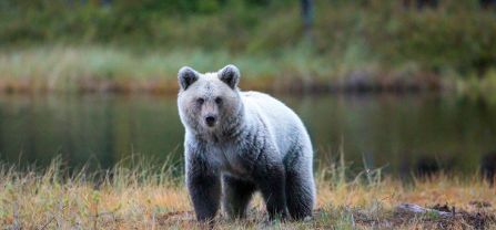 A beautiful brown bear standing in front of a lake in Finland. 
