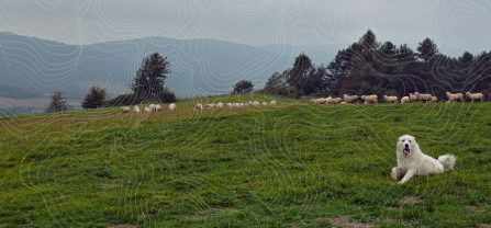 A livestock guarding dog laying on a meadow in Poland. A flock of sheep is standing in the background. Topographical lines were drawn over the image.  