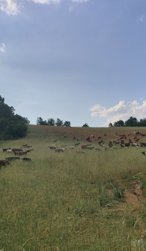 Goat herd grazing in a pasture within the survey area, composed of open grasslands interspersed with scattered oak trees. These more open environments provide increased visibility, enabling shepherds to monitor the animals more effectively and reduce the risk of predation by large carnivores (June 2025; Photo credit: Evangelos Theodosiadis).