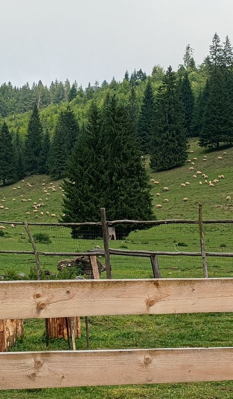 Electric fence. 