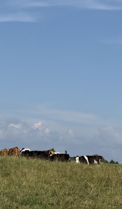 Cattle on a pasture. 