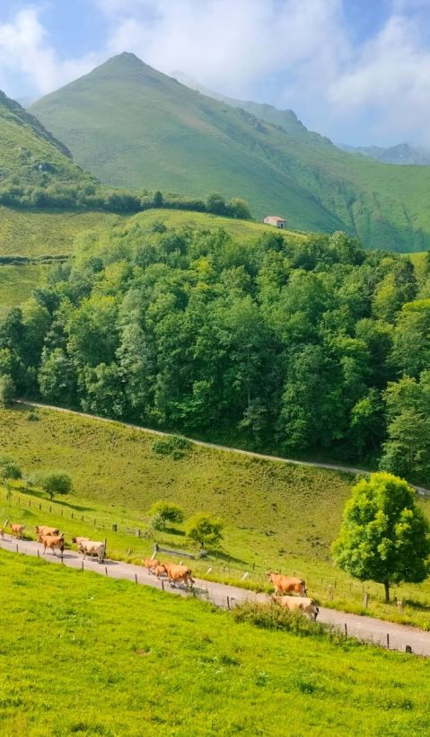 A herd of cattle is walking up a small street in a beautiful and mountainous landscape. 
