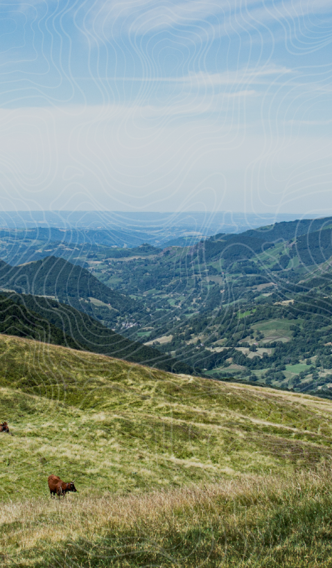 A group of cows is standing on a meadow with mountains in the background. 