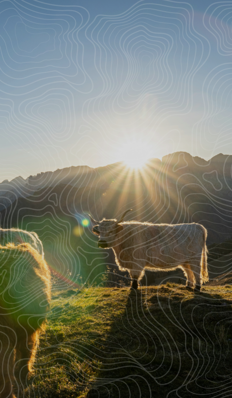 Cattle standing on a mountain with the sun rising in the background.