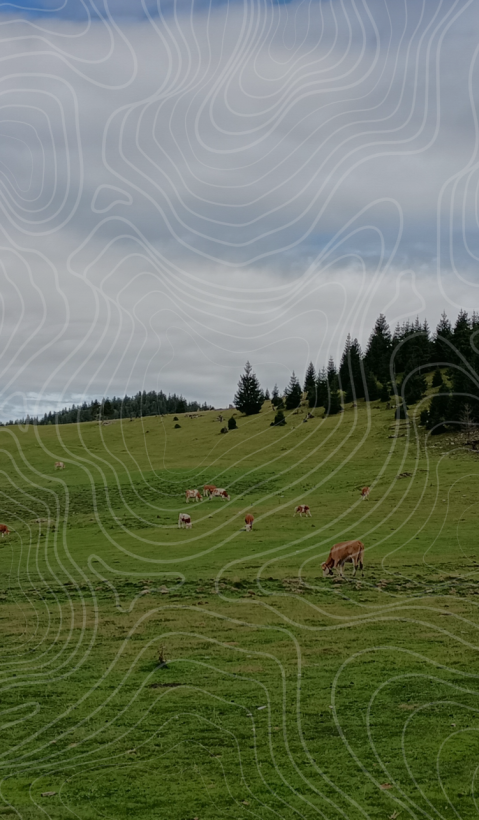 Cattle on a pasture. 