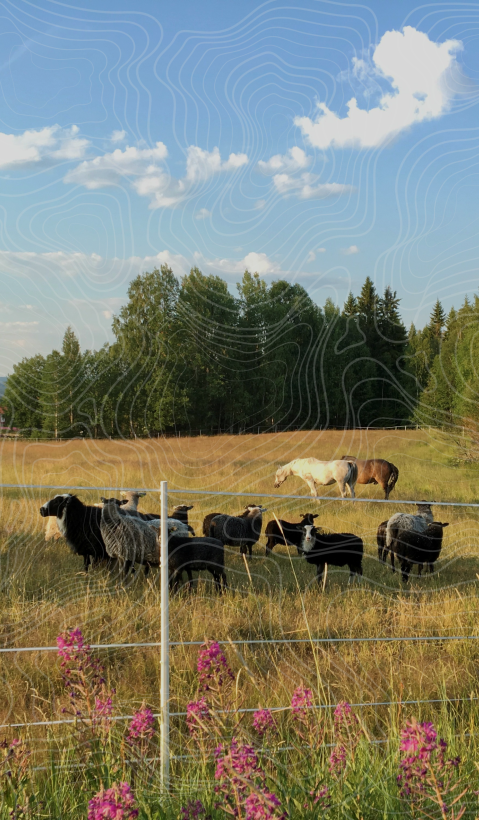 A flock of sheep and two horses stand in a pasture with a typical red Swedish stable in the background. Topographical lines are drawn over the image. 