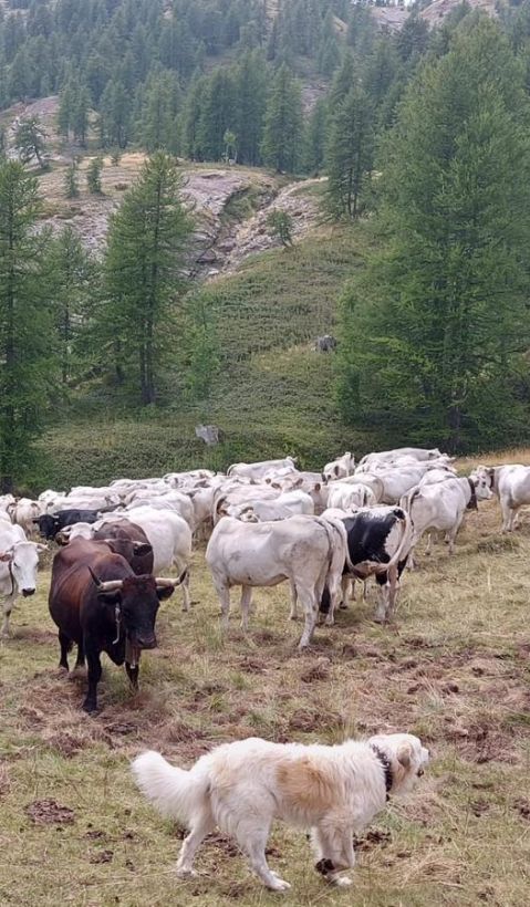 A group of cattle is guided by their farmer and a livestock guarding dog. 