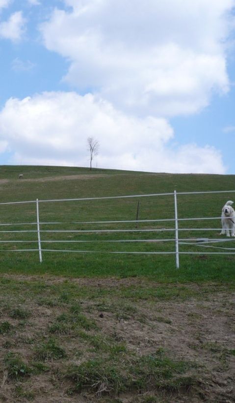 Livestock guarding dog and an electric fence protecting a flock of sheep. 