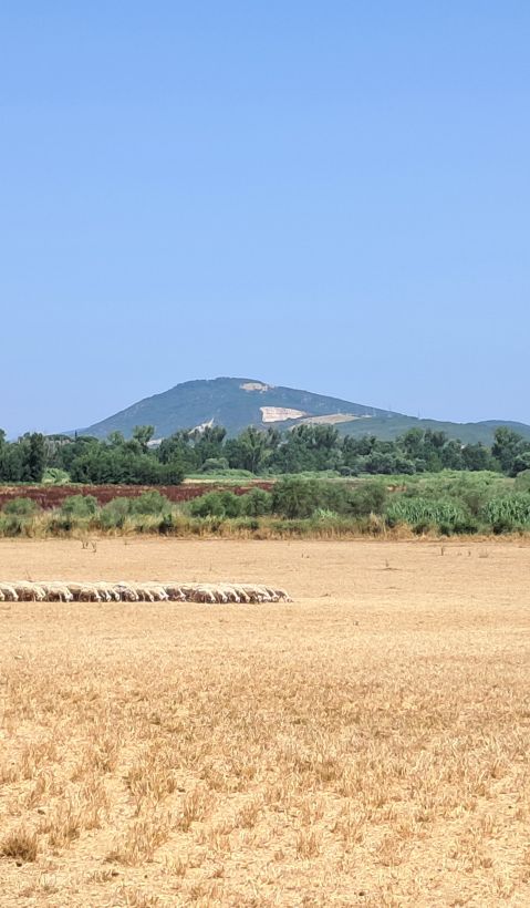 A sheep herd and livestock guarding dog in Grosseto.