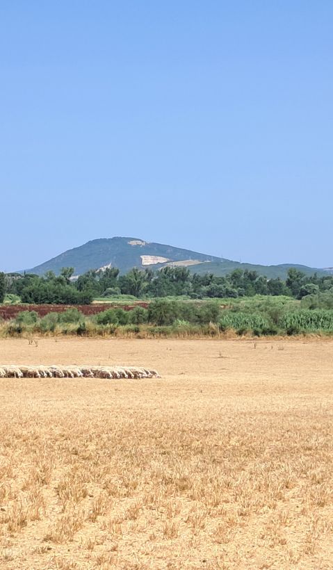 A sheep herd and livestock guarding dog in Grosseto.