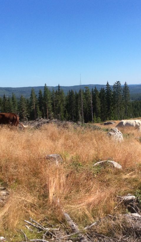 A group of cattle grazing.
