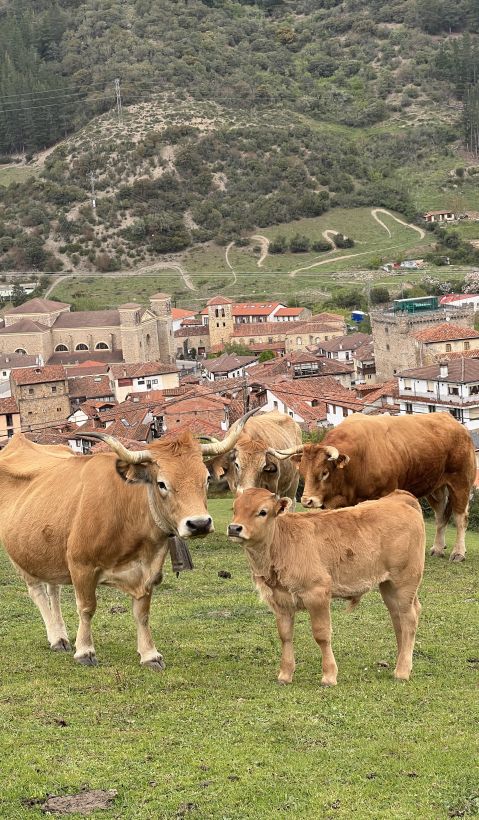 Cattle in front of a village. 