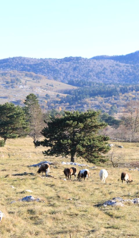 A flock of sheep on a fenced pasture. 