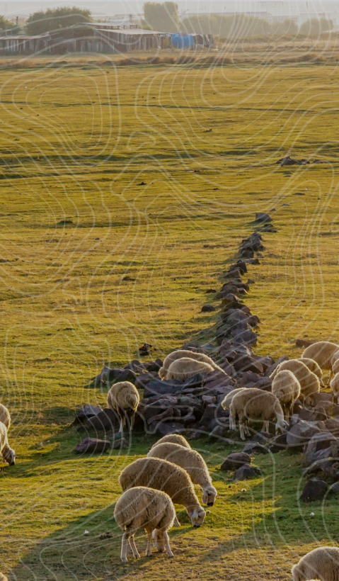 Shepherd and his sheep. 