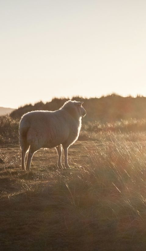 Three sheep on a dry grassland. 
