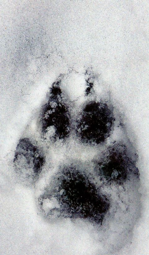 Wolf track in the snow. 