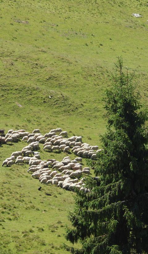 A flock of sheep is herded through a mountainous pasture. 