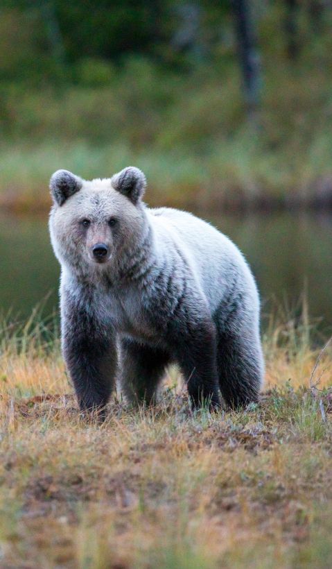 A beautiful brown bear standing in front of a lake in Finland. 