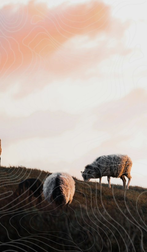Sheep on top of a hill