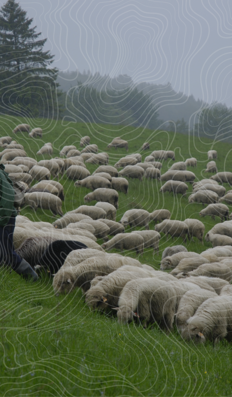 A Polish shepherd leads his sheep across a pasture. Topographical lines are drawn over the image.  