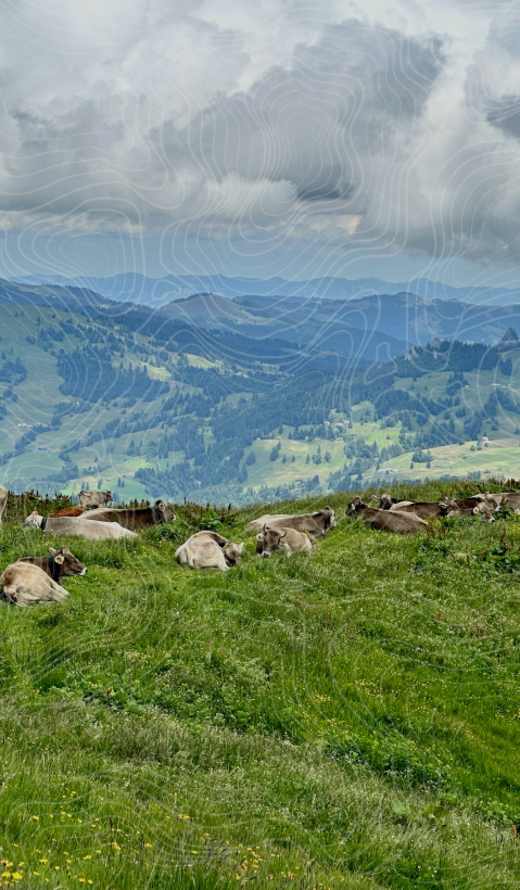 A group of cattle is seen lying in a pasture with a hilly landscape in the background. Topographical lines were drawn over the image. 