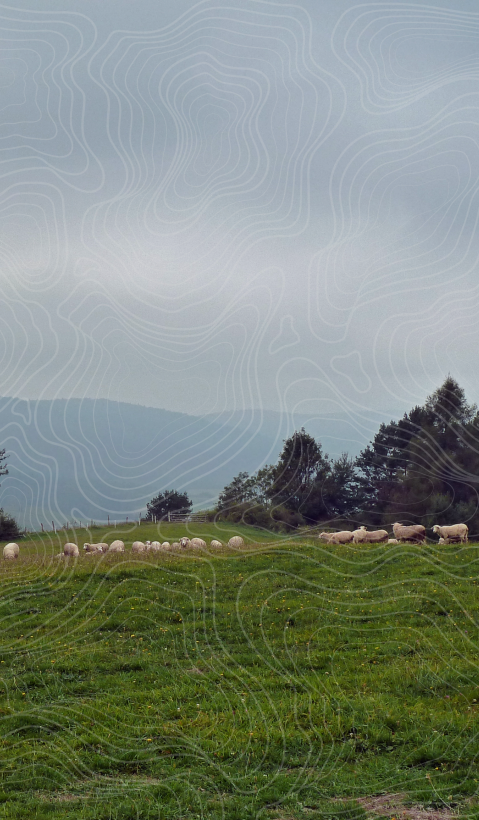 A livestock guarding dog laying on a meadow in Poland. A flock of sheep is standing in the background. Topographical lines were drawn over the image.  