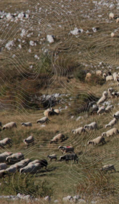 A shepherd standing in a mountainous region looking back at his flock of sheep. Topographical lines were drawn over the image. 