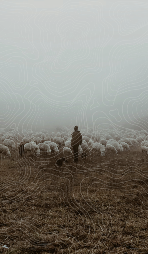 A shepherd stands in a foggy landscape and looks back at his flock of sheep. Topographical lines were drawn over the image. 