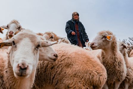 A Shepherdess herding her sheep. 
