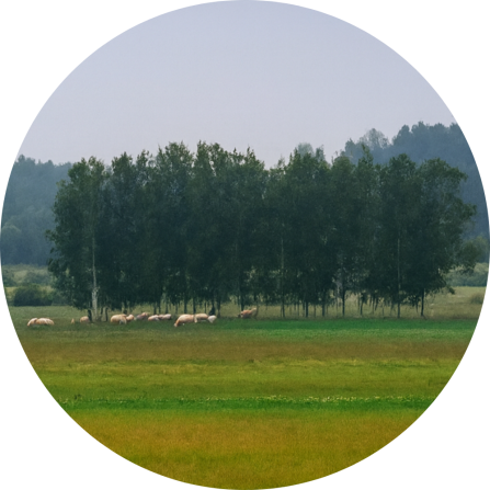 A herd of beef cattle in the floodplains of the Dviete River, Sēlija.