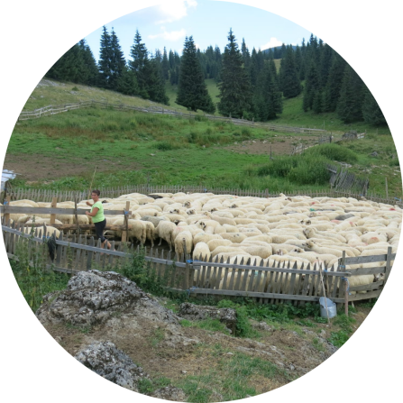 Sheep in a Romanian milking chute, ready to be milked.